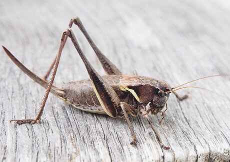 Edible insects low on contaminants
