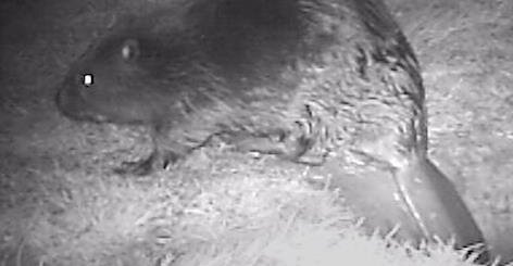 A beaver caught with an automated camera trap