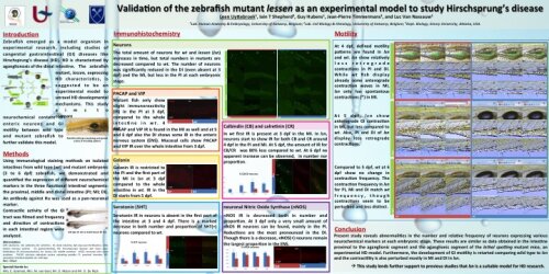 validation of the zebrafish mutant Lessen as an appropriate model to study hirschsprung's disease