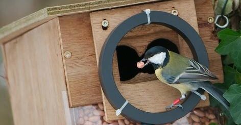 Automatic registration of birds visiting feeders
