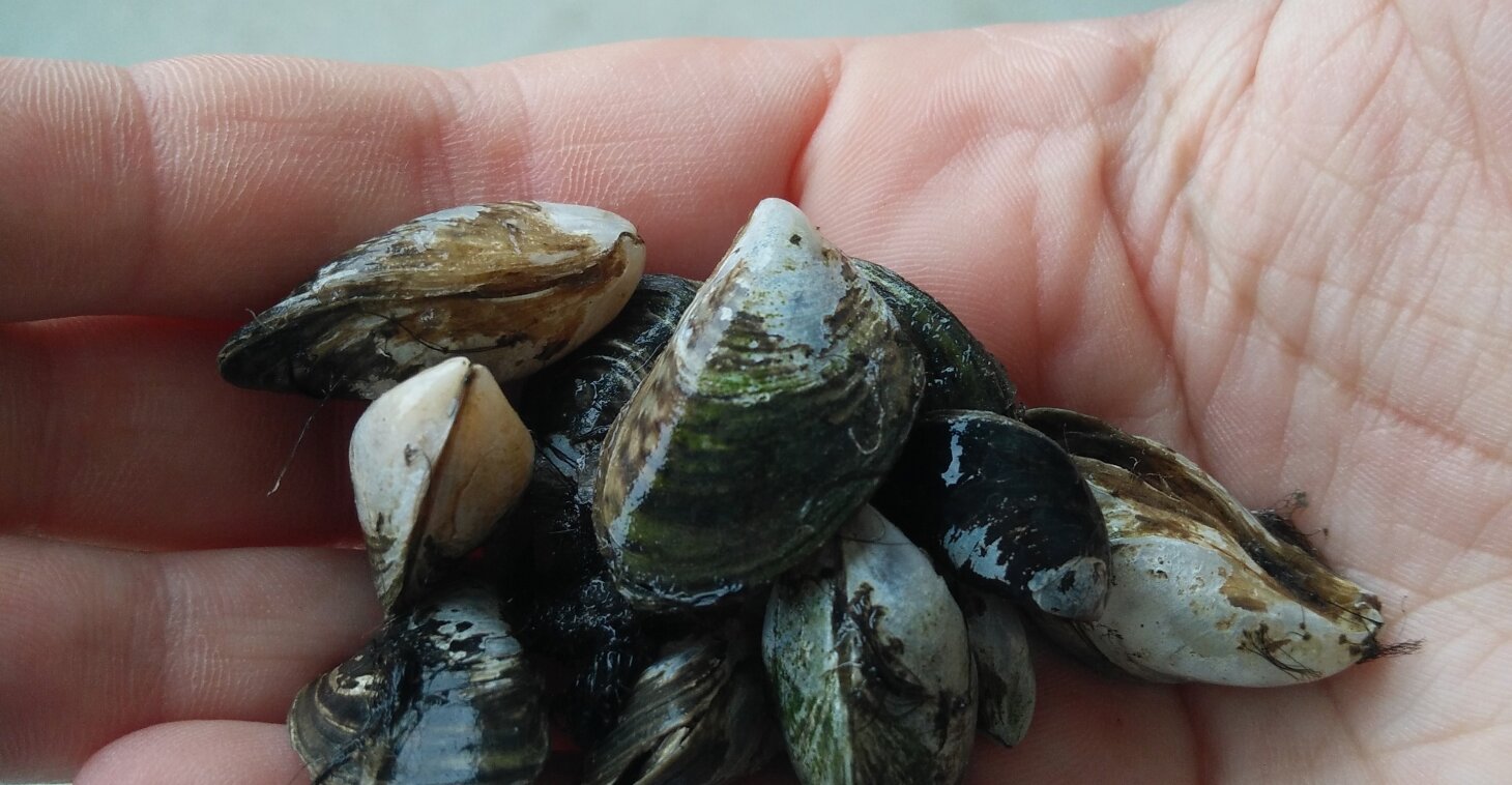 Mussels