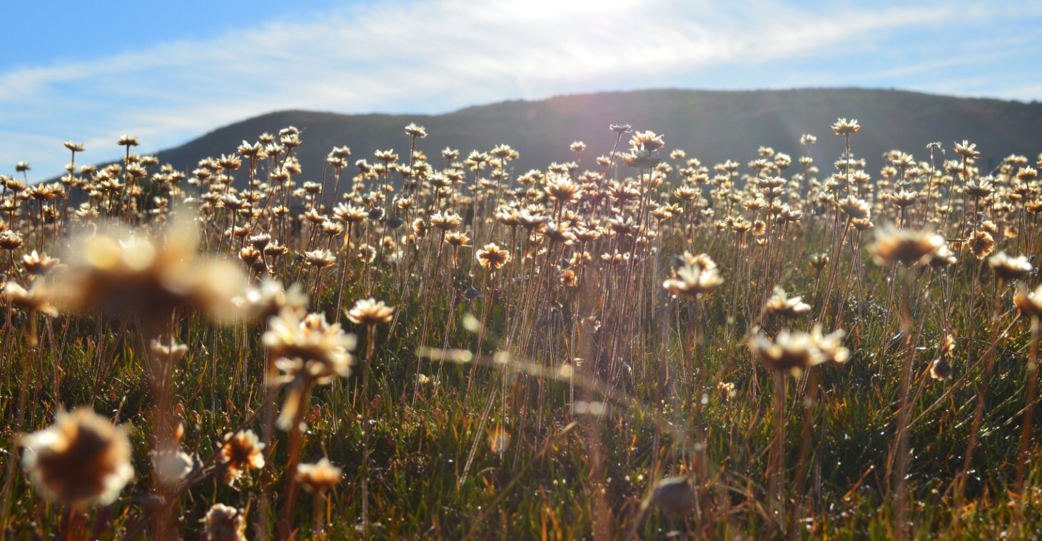 Mountain ecology, Chile