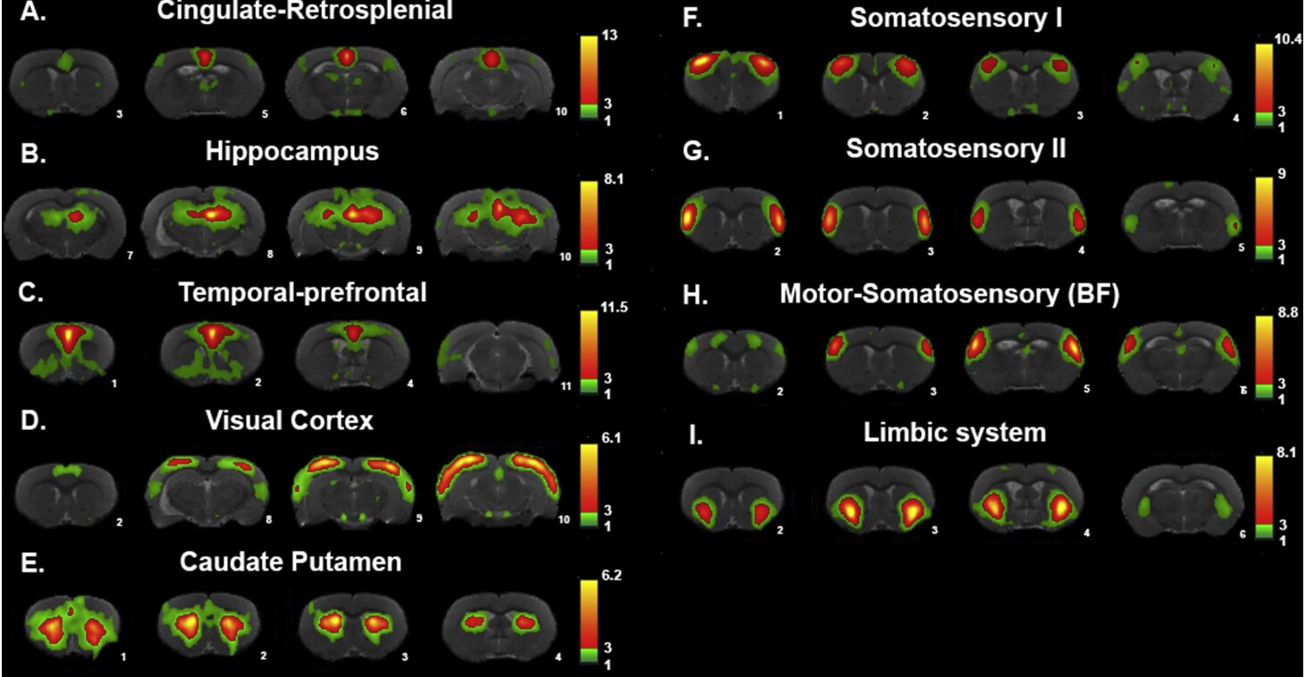 ICA based FC assesment in rats