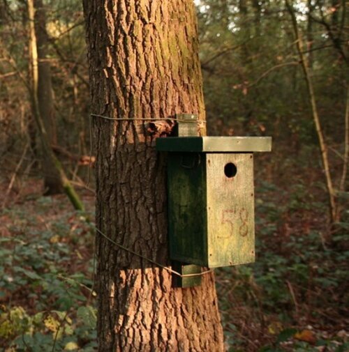 vogelpopulatie.jpeg