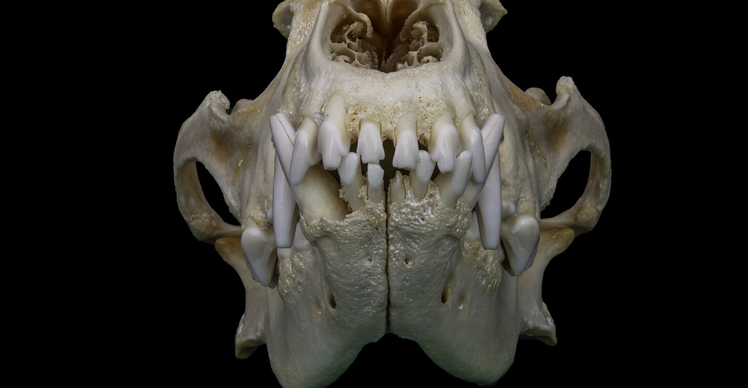 Roberta Ballestriero