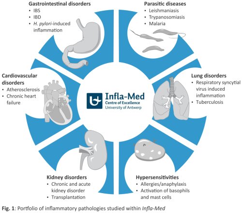 Inflamed portfolio 4233 2(1).png