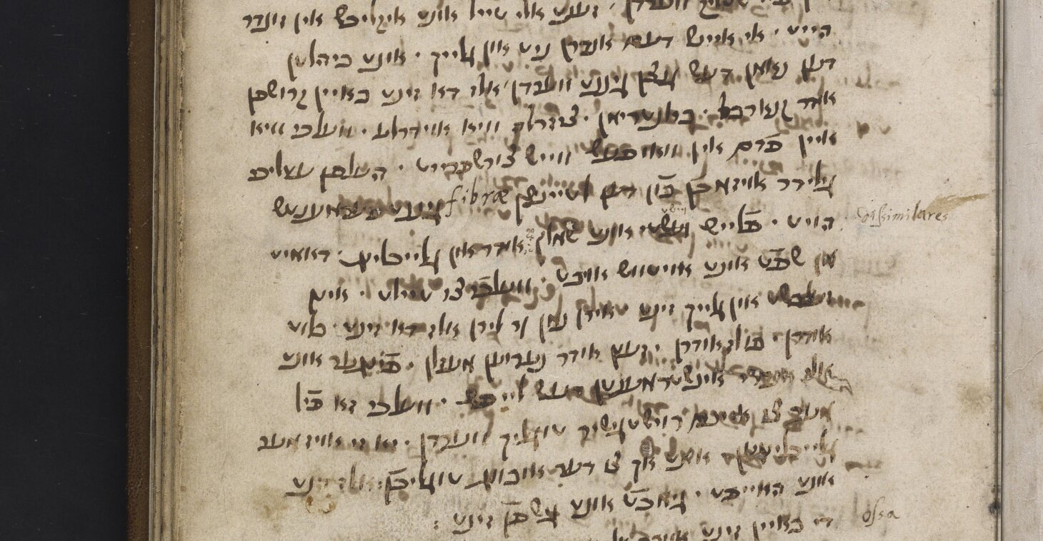 Daniella Zaidman-Mauer