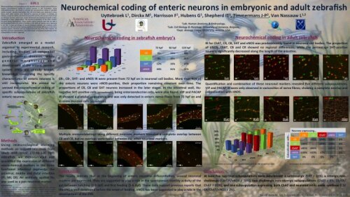 Neurochemical coding of enteric neurons in embryonic and adult zebrafish
