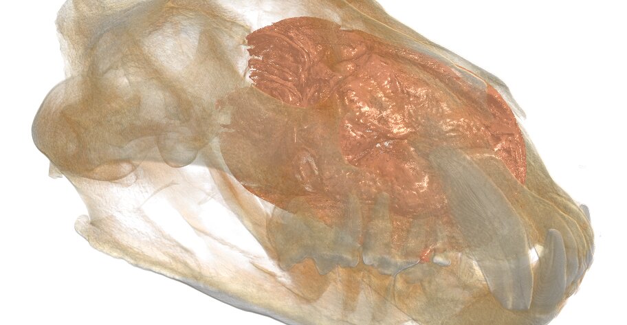 November 2025: Proefkot workshop - Animals