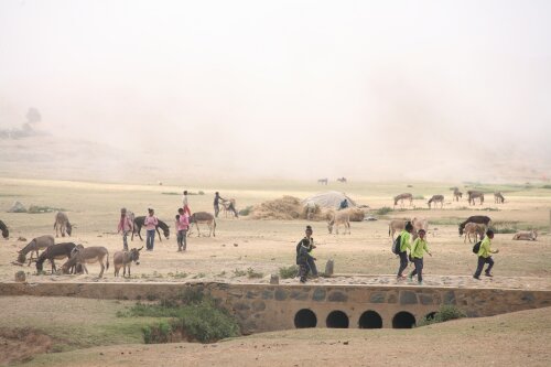 A foggy morning with children walking inbetween donkeys