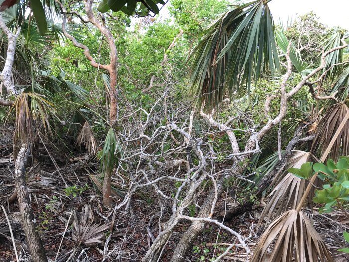 Post-hurricane vegetation