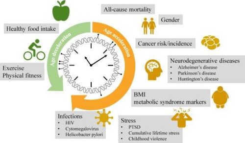 Epigenetic clock