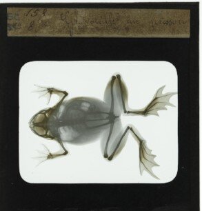 Frog with a fish in its stomach. Cca. 1899. Rayon X. 158 (8). Radiguet Radiographic Museum (Paris). From the collection of the Mundaneum, Mons.
