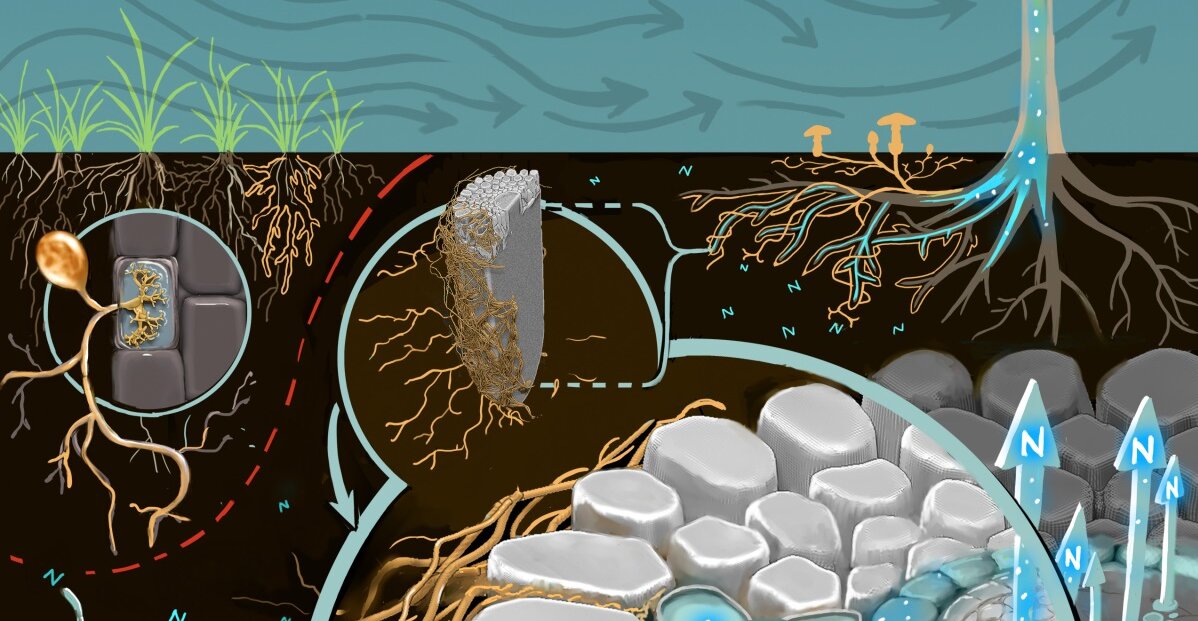  Plant-fungal partnership key for plant responses to increased atmospheric CO2