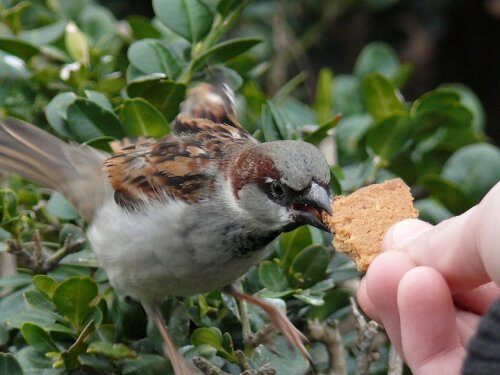 Junk food birds