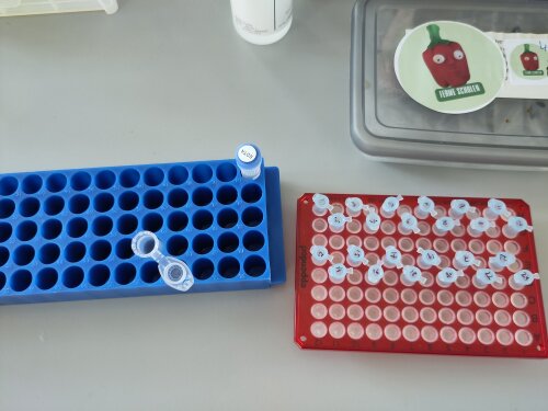 Uit 2 x 12 staaltjes maken we 0,2 mL library mix: informatie uit 24 potjes zit nu in 1 klein proefbuisje!