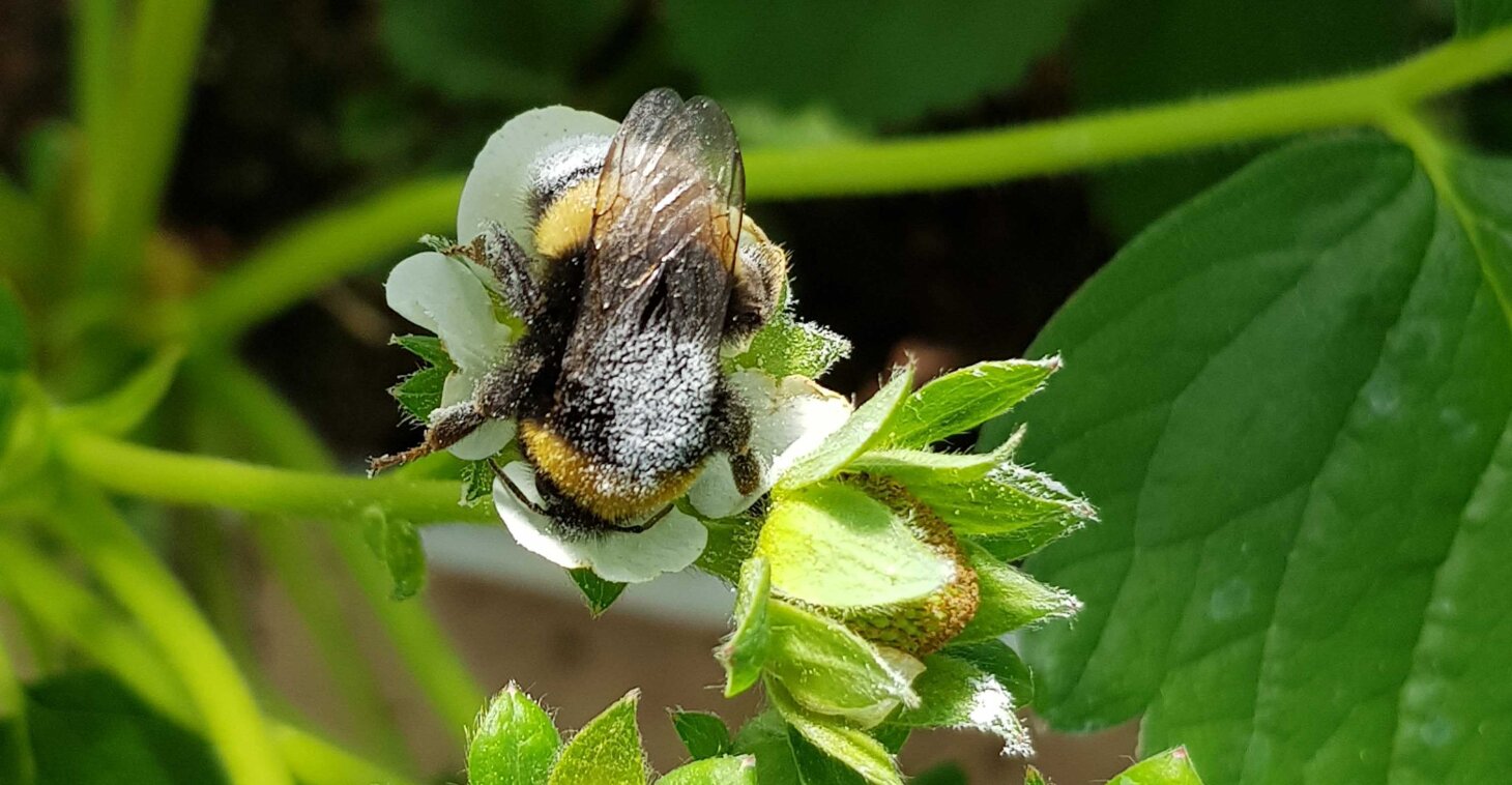 Using bumblebees to carry bacteria around and deliver them to flowers of strawberry plants
