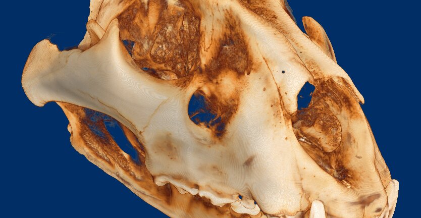 November 2025: Proefkot workshop - Animals