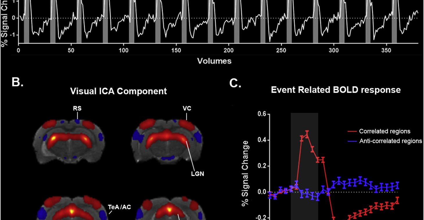 Visual stimulation induced fMRI