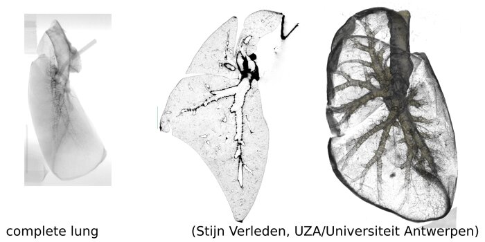 Stijn Verleden, Universiteit Antwerpen