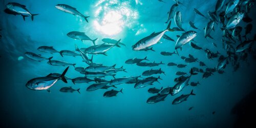 Header website (oceanen).jpg