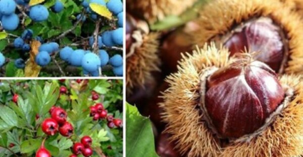 Workshop Koken met wildpluk 19 oktober