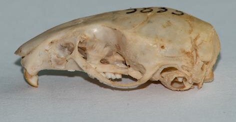 Development is studied using 3D skull measurements