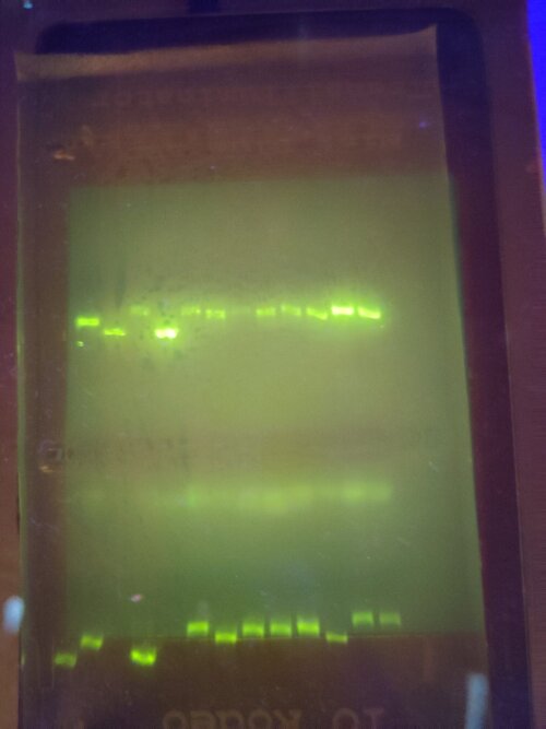 Uit alle staaltjes werd DNA geïsoleerd, enkele staaltjes (de lichtere streepjes) wat minder.