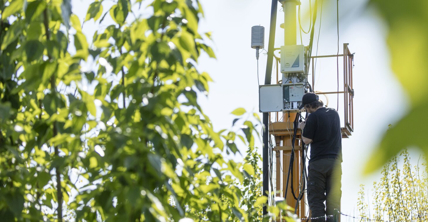 POPFULL bioenergy plantation, Lochristi