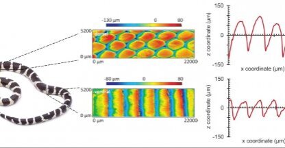 Measuring Biological Surfaces in Three Dimensions 