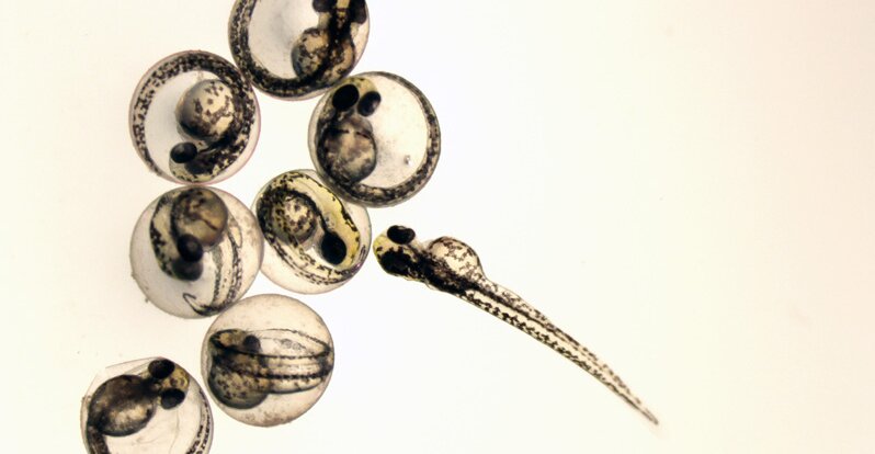 Zebrafish embryos