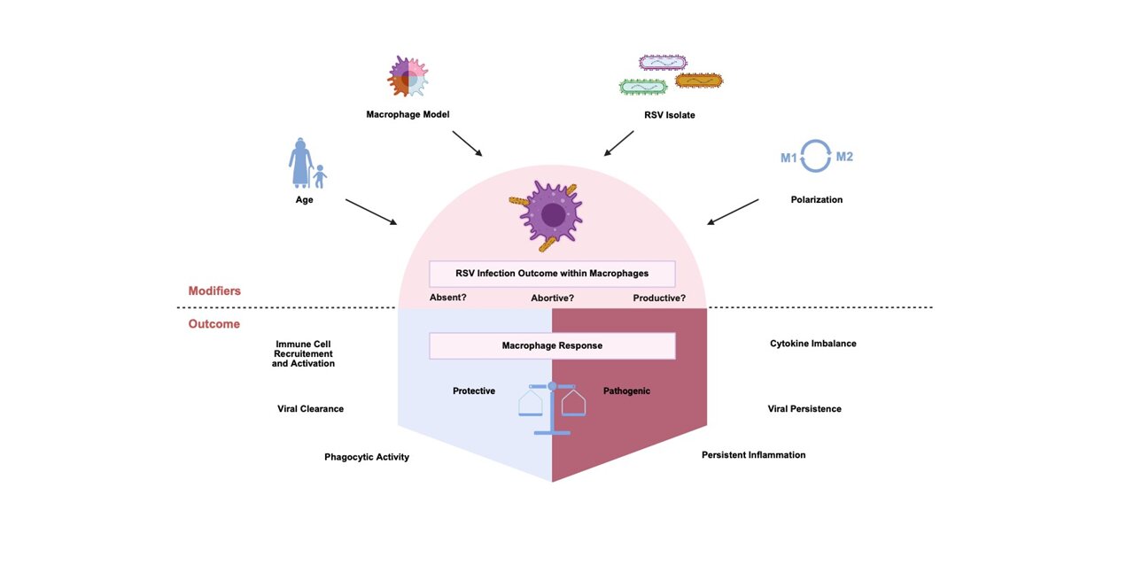 Sara Van Looy's review 'Deciphering the Role of Macrophages in RSV Infection and Disease' just got published in MDPI!