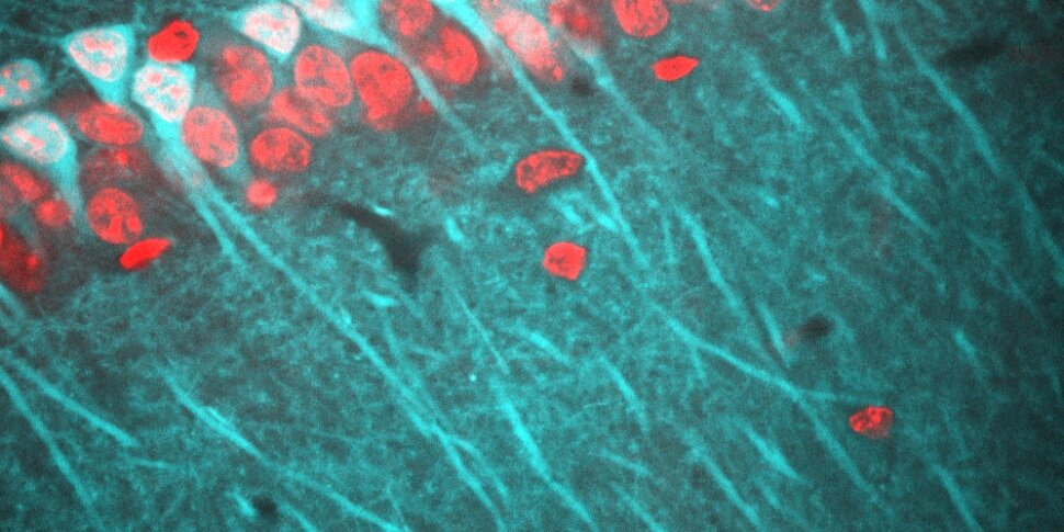 Laboratory of Cell Biology and Histology | Laboratory of Cell