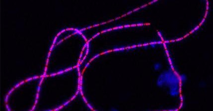 Cable bacteria: living electrical wires with record conductivity